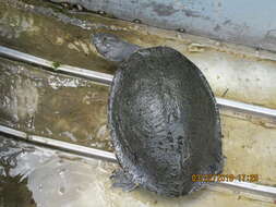 Image of Cotinga River Toadhead Turtle