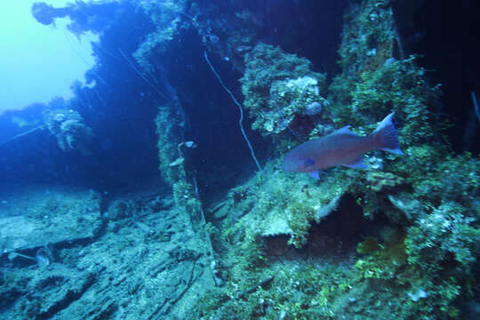 Image of Highfin coralgrouper