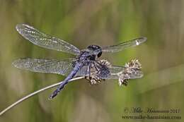 Слика од Celithemis verna Pritchard 1935