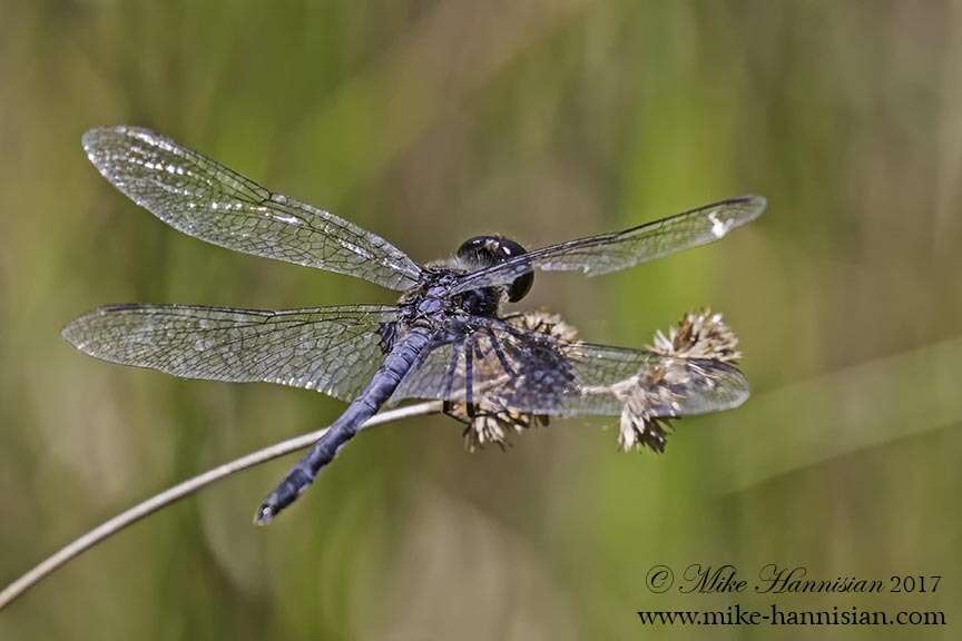 Слика од Celithemis verna Pritchard 1935