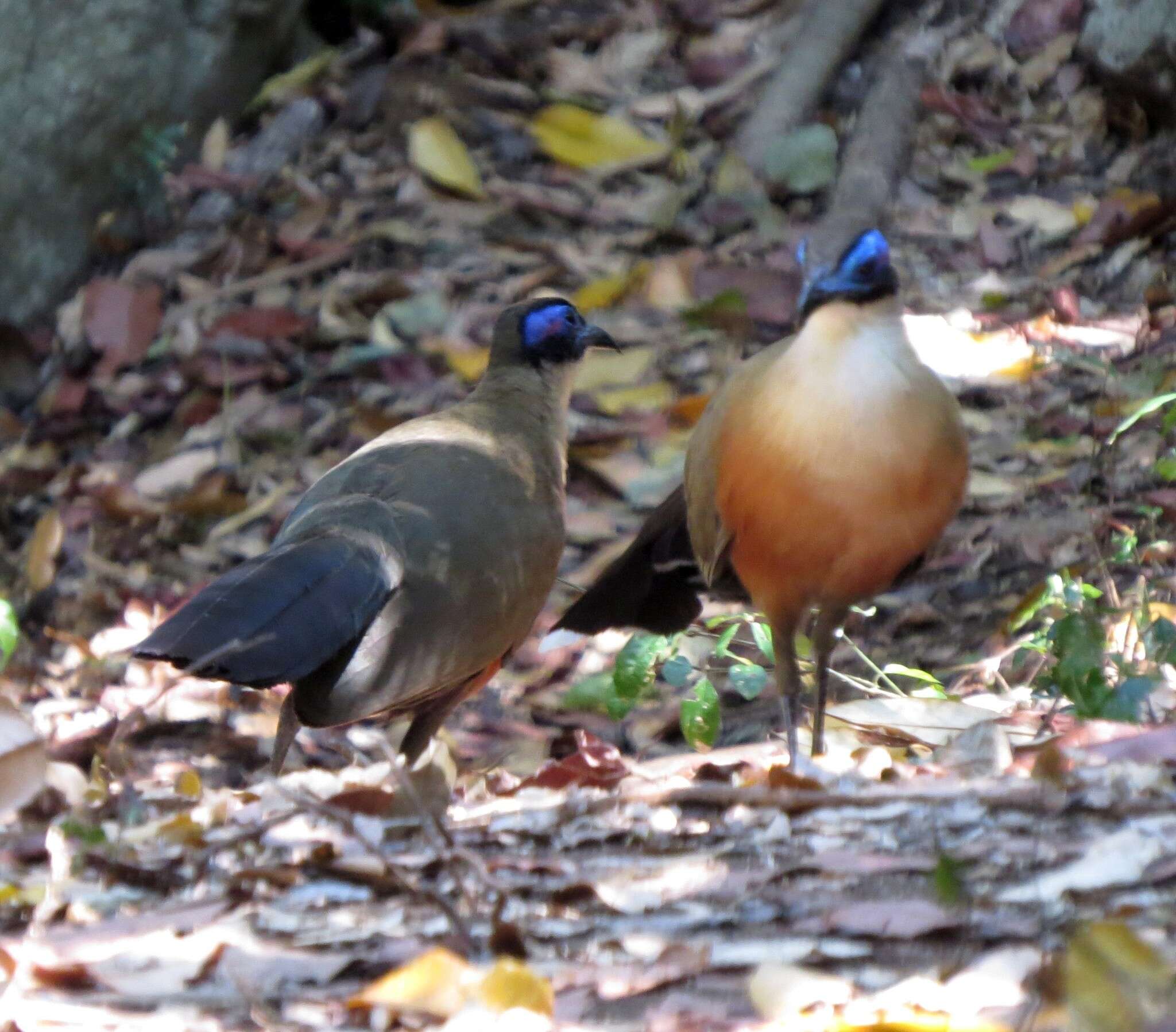 Image of Giant Coua