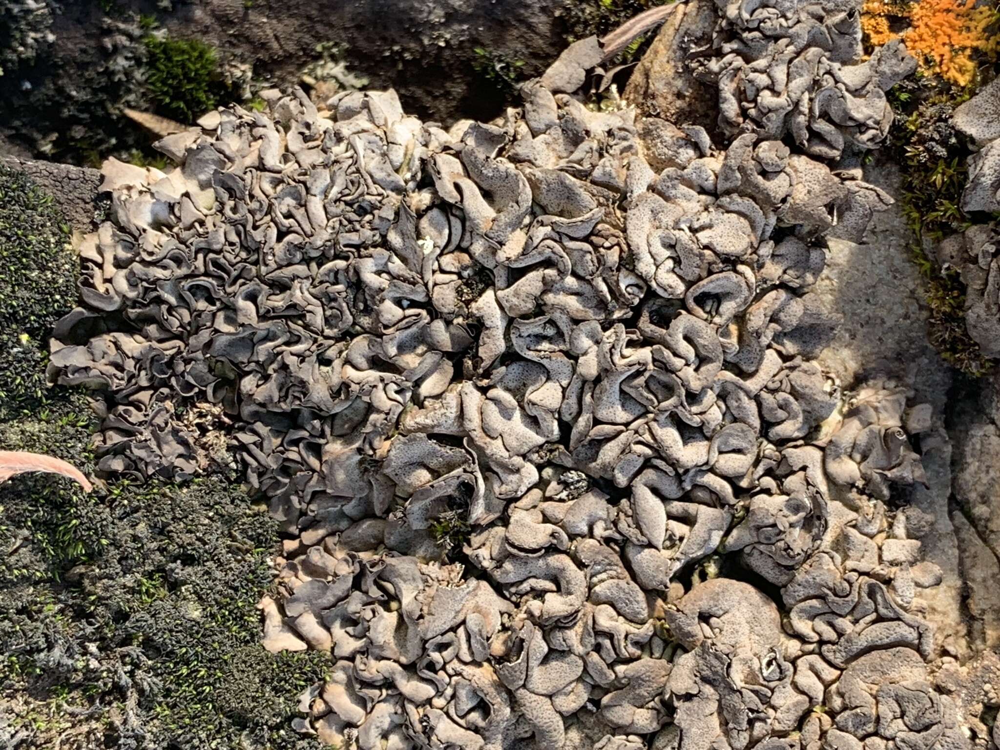 Image of intestine silverskin lichen