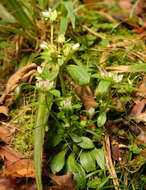 Image of Gentianella spenceri (Kirk) T. N. Ho & S. W. Liu