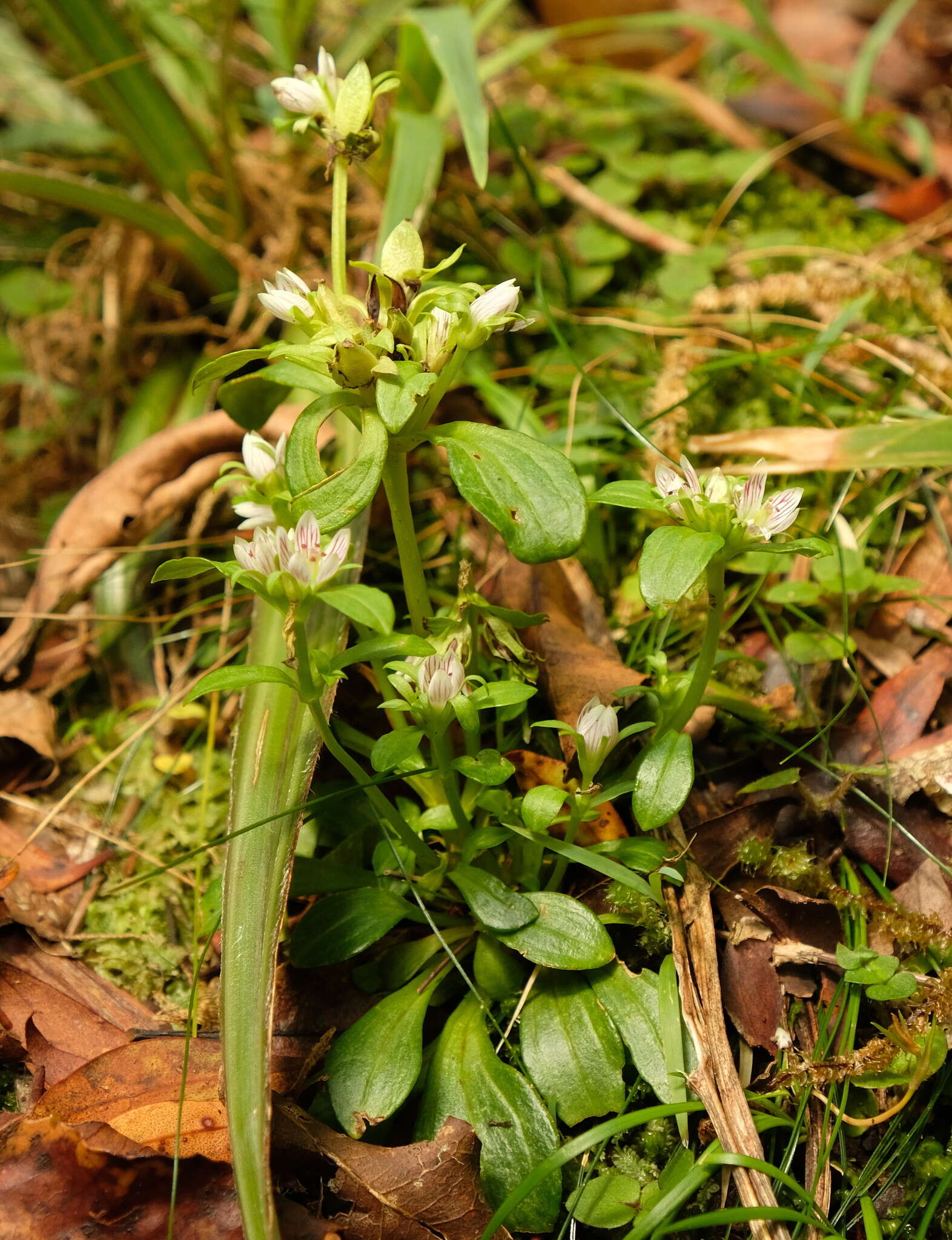 Image of Gentianella spenceri (Kirk) T. N. Ho & S. W. Liu