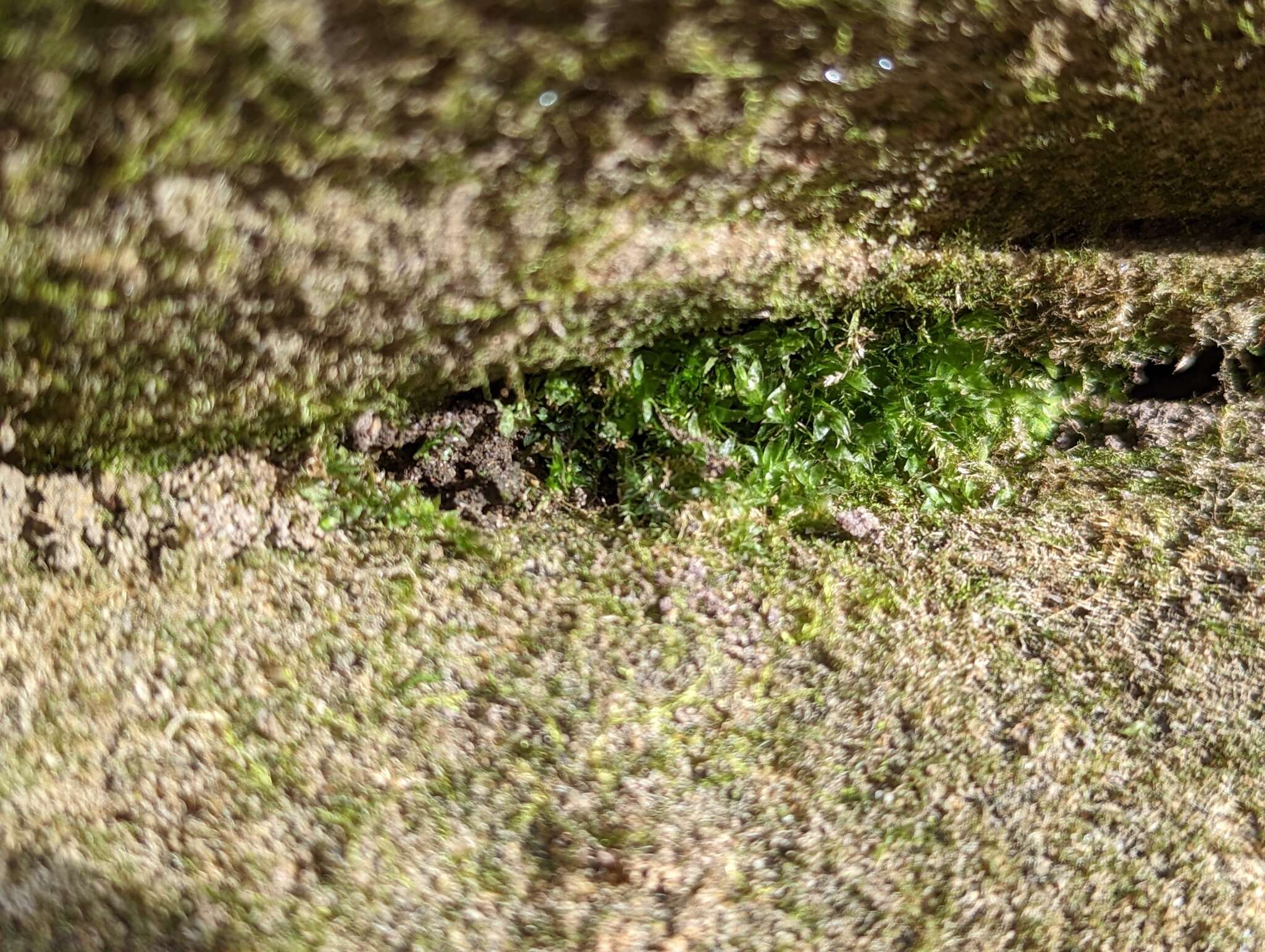 Image of sharpleaf hookeria moss