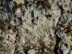 Image of Yasuda's crabseye lichen