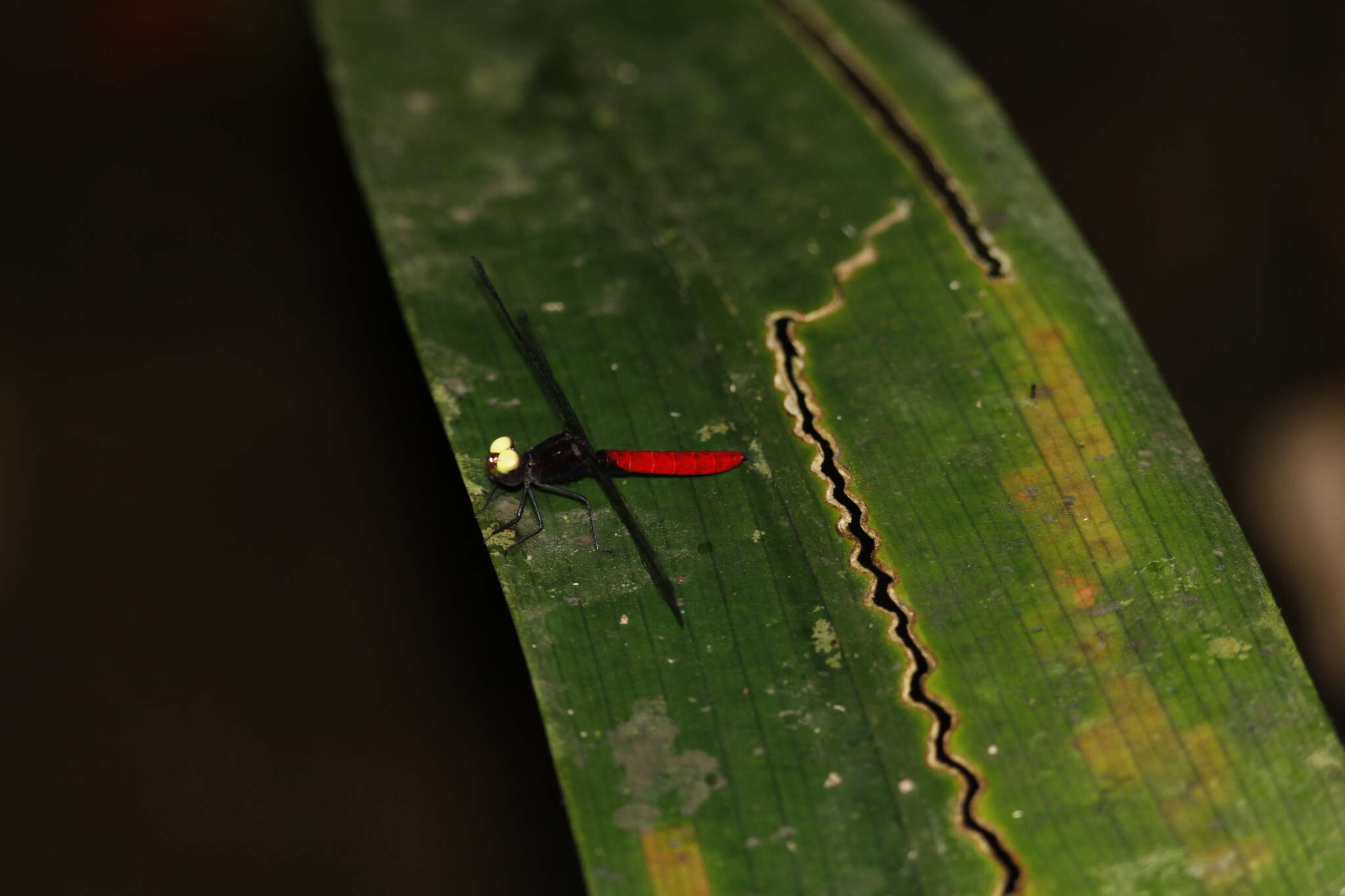 Image of White-eyed skimmer