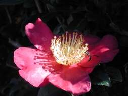 Image of Camellia sasanqua