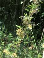 Image of Rough Flat Sedge