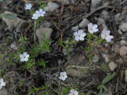 Imagem de Phlox diffusa Benth.