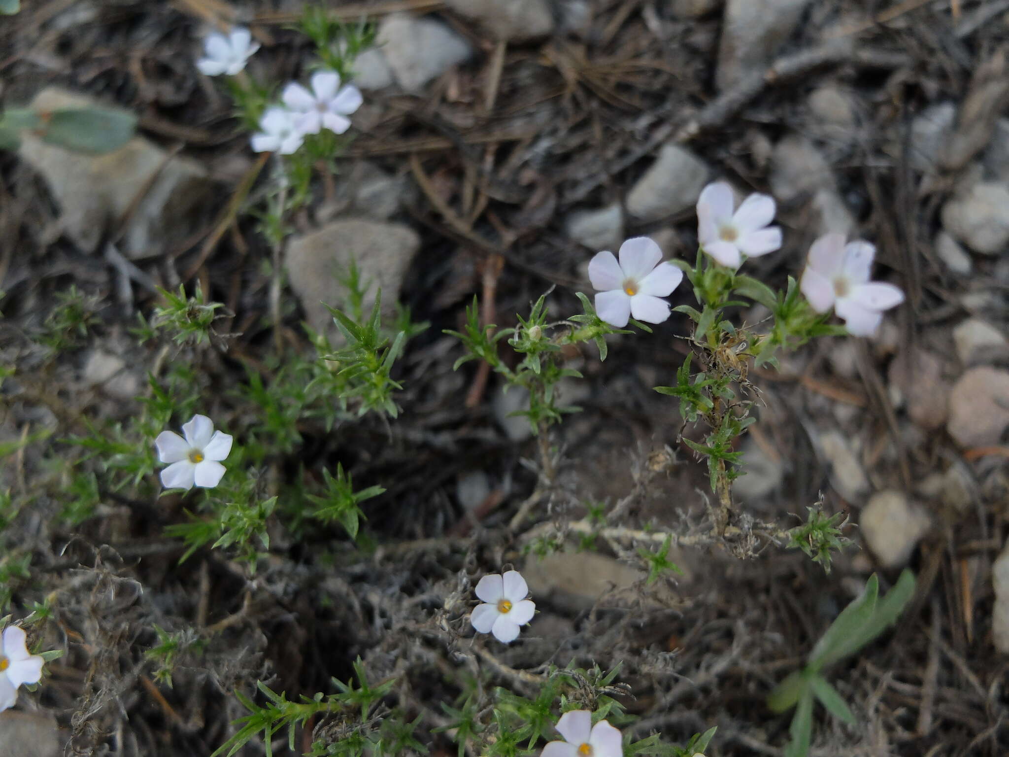 Imagem de Phlox diffusa Benth.