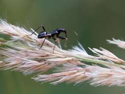 Image of Myrmecoris