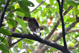 Ortalis motmot (Linnaeus 1766) resmi