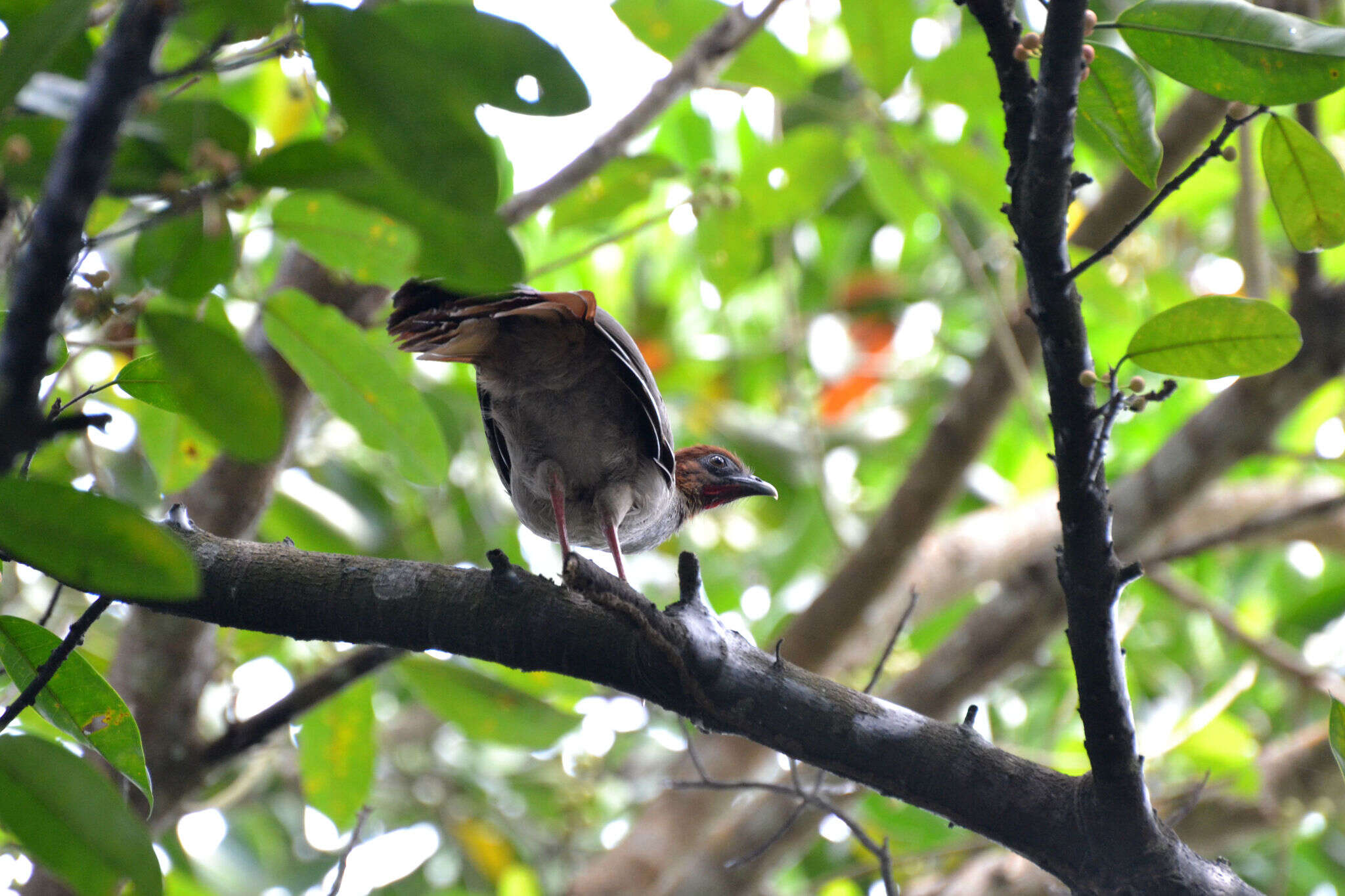 Image of Little Chachalaca