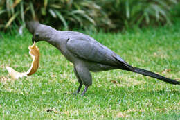 Image of Grey Go-away-bird