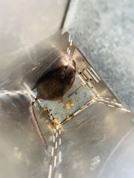 Image of Mexican spiny pocket mouse