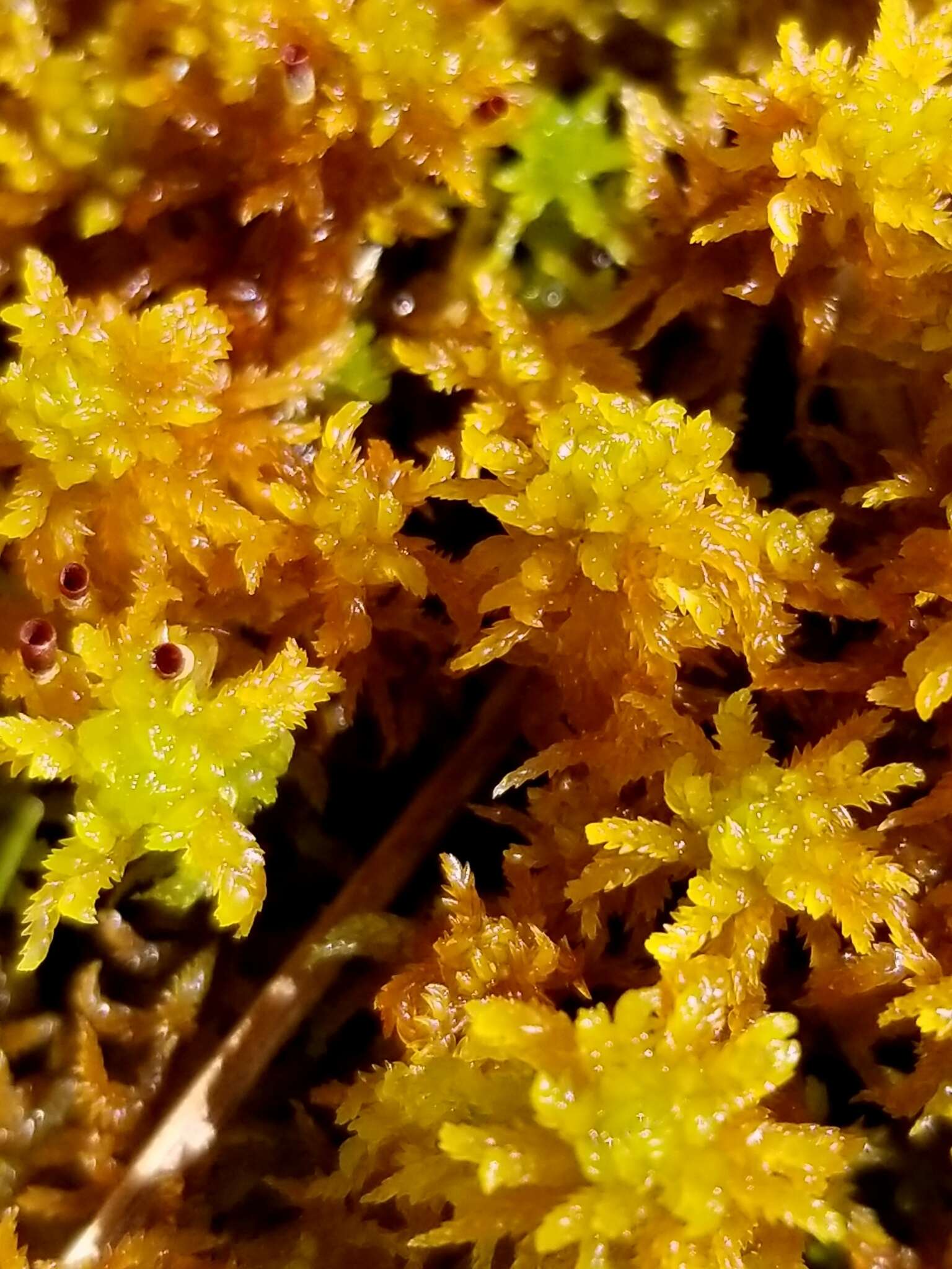 Image of slender cow-horn bog-moss