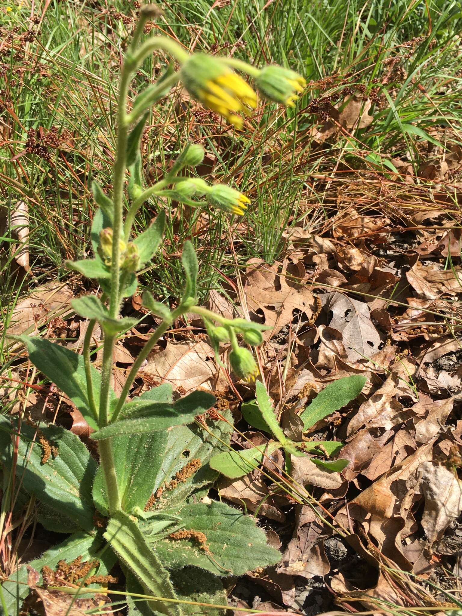 Image of Common Leopardbane