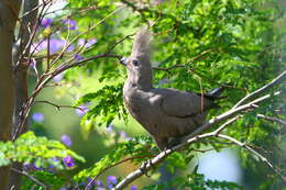 Image of Grey Go-away-bird