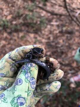 Image of Plethodon grobmani Allen & Neill 1949