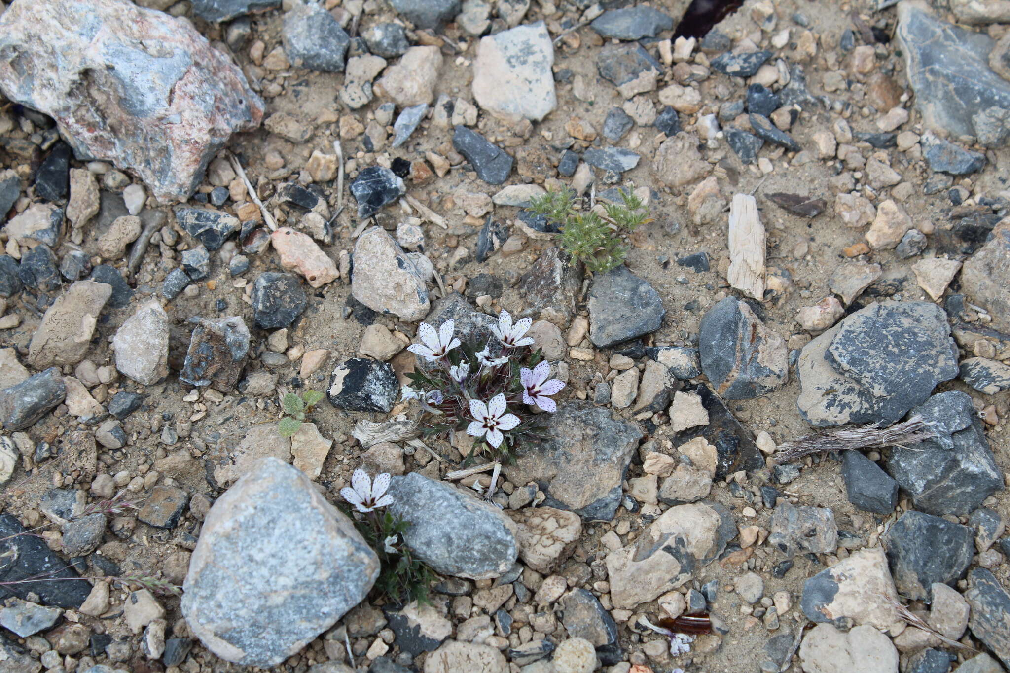 Image of Great Basin langloisia