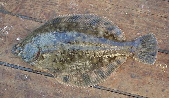 Image of Cresthead flounder