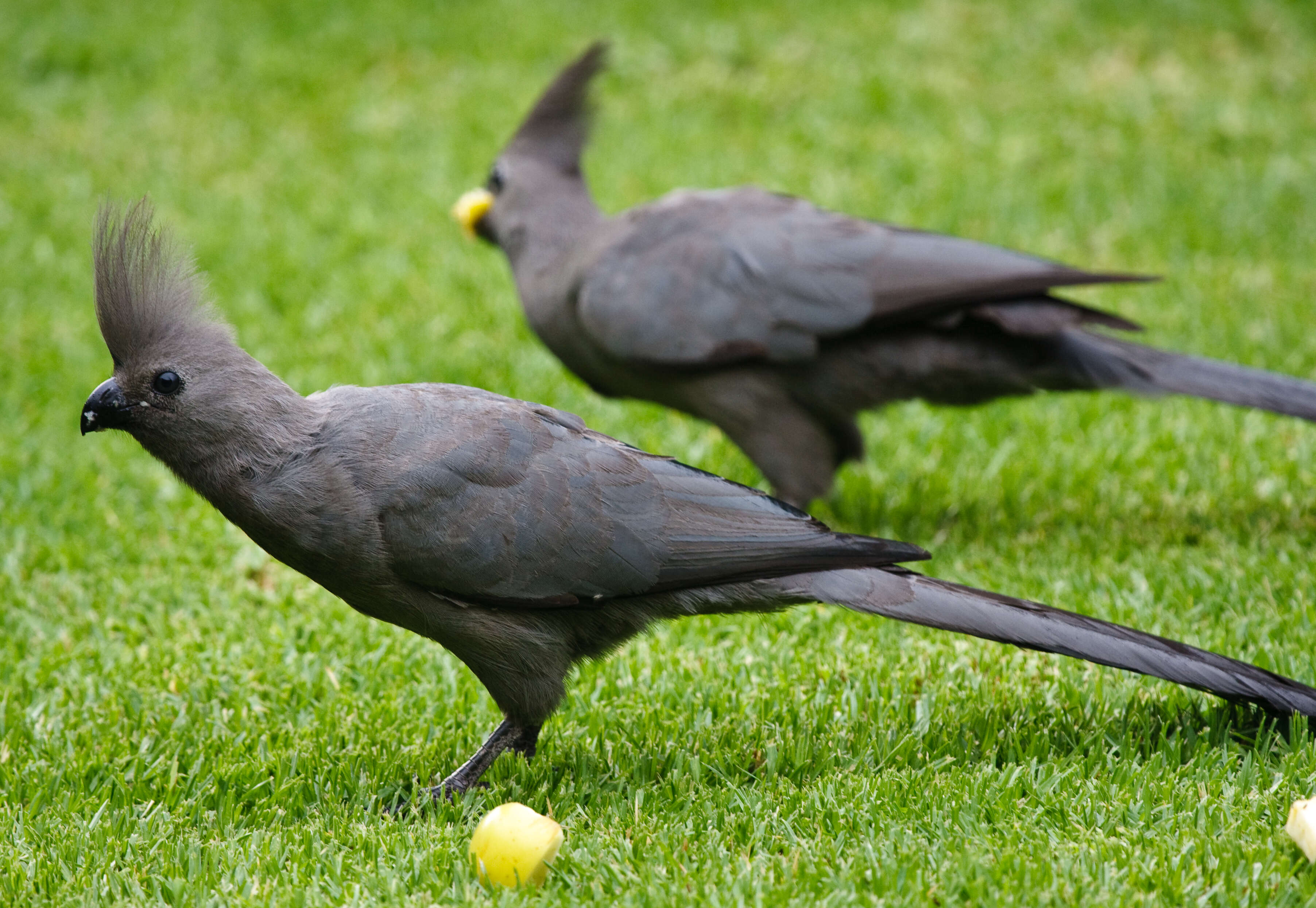 Image of Grey Go-away-bird