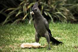 Image of Grey Go-away-bird