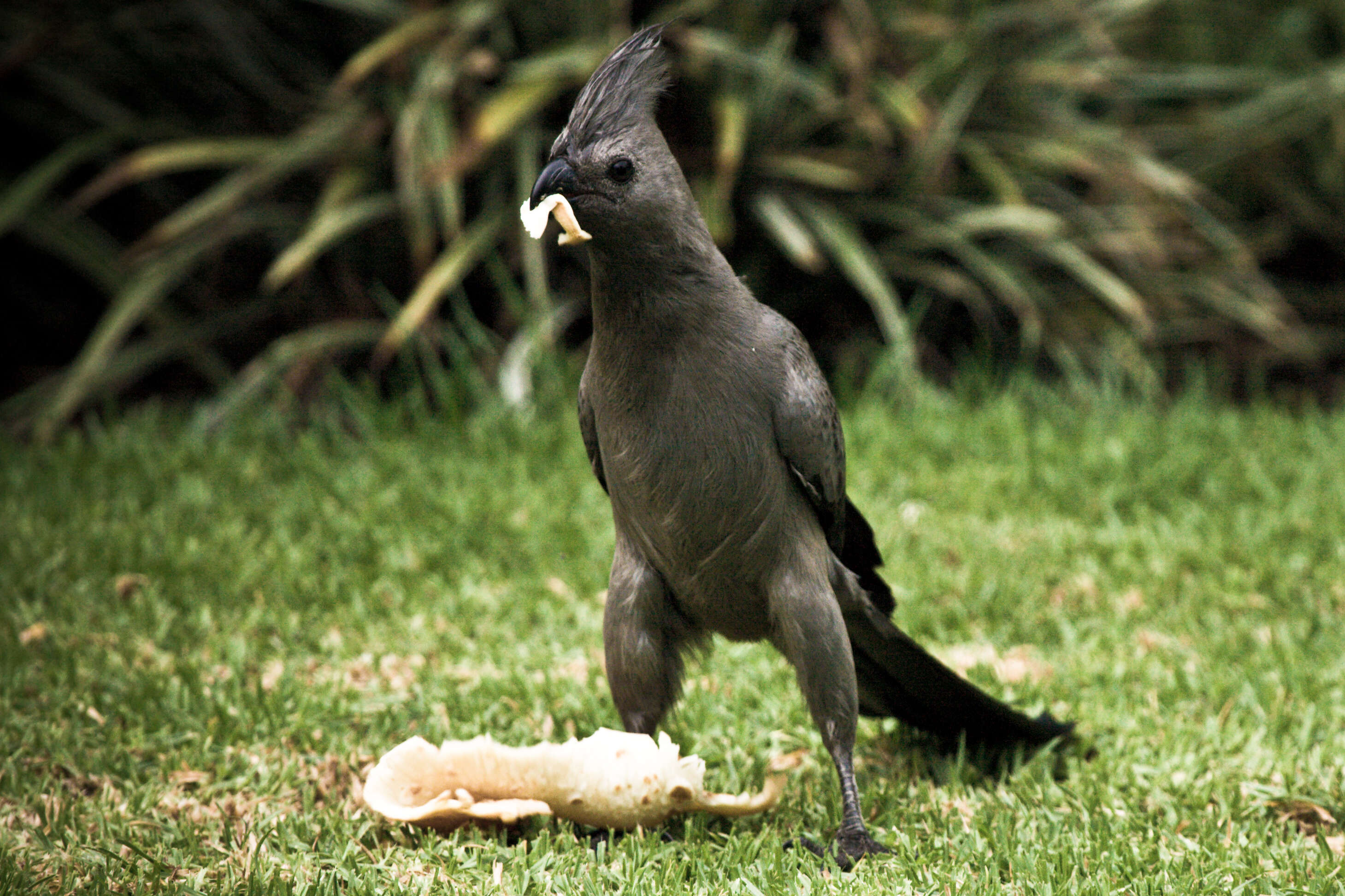 Image of Grey Go-away-bird