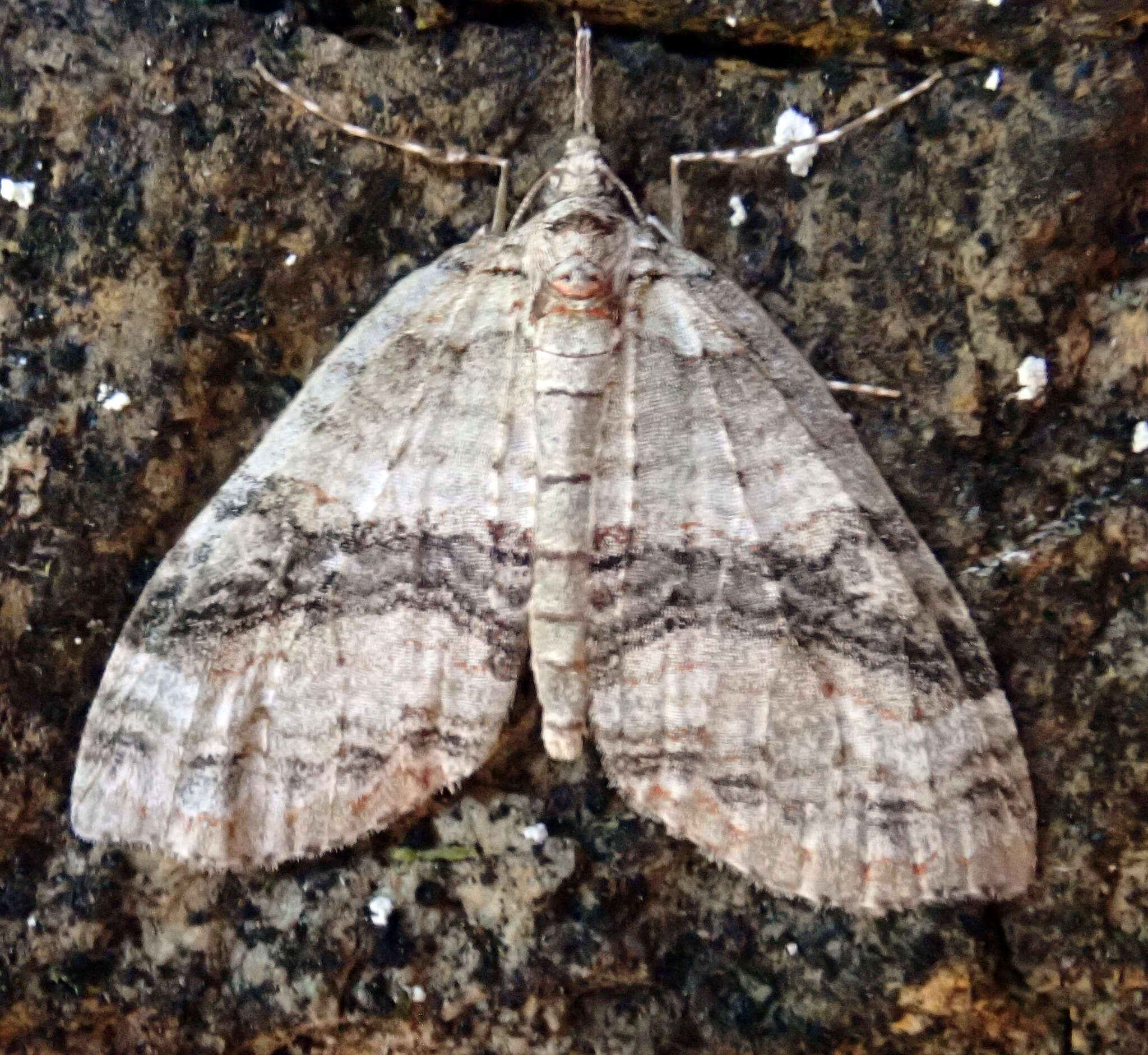 Image of Tatosoma fasciata Philpott 1914