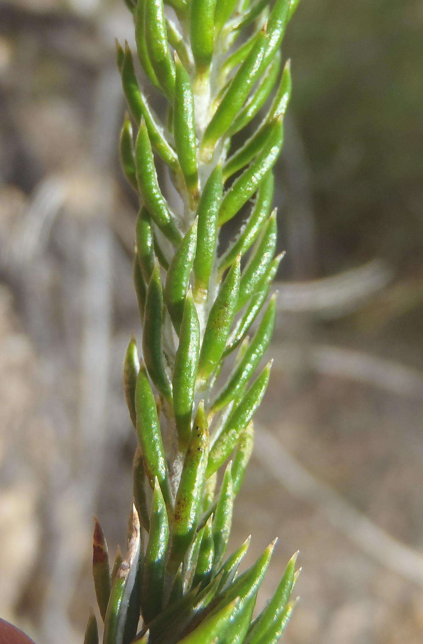 Image de Metalasia pallida Bolus