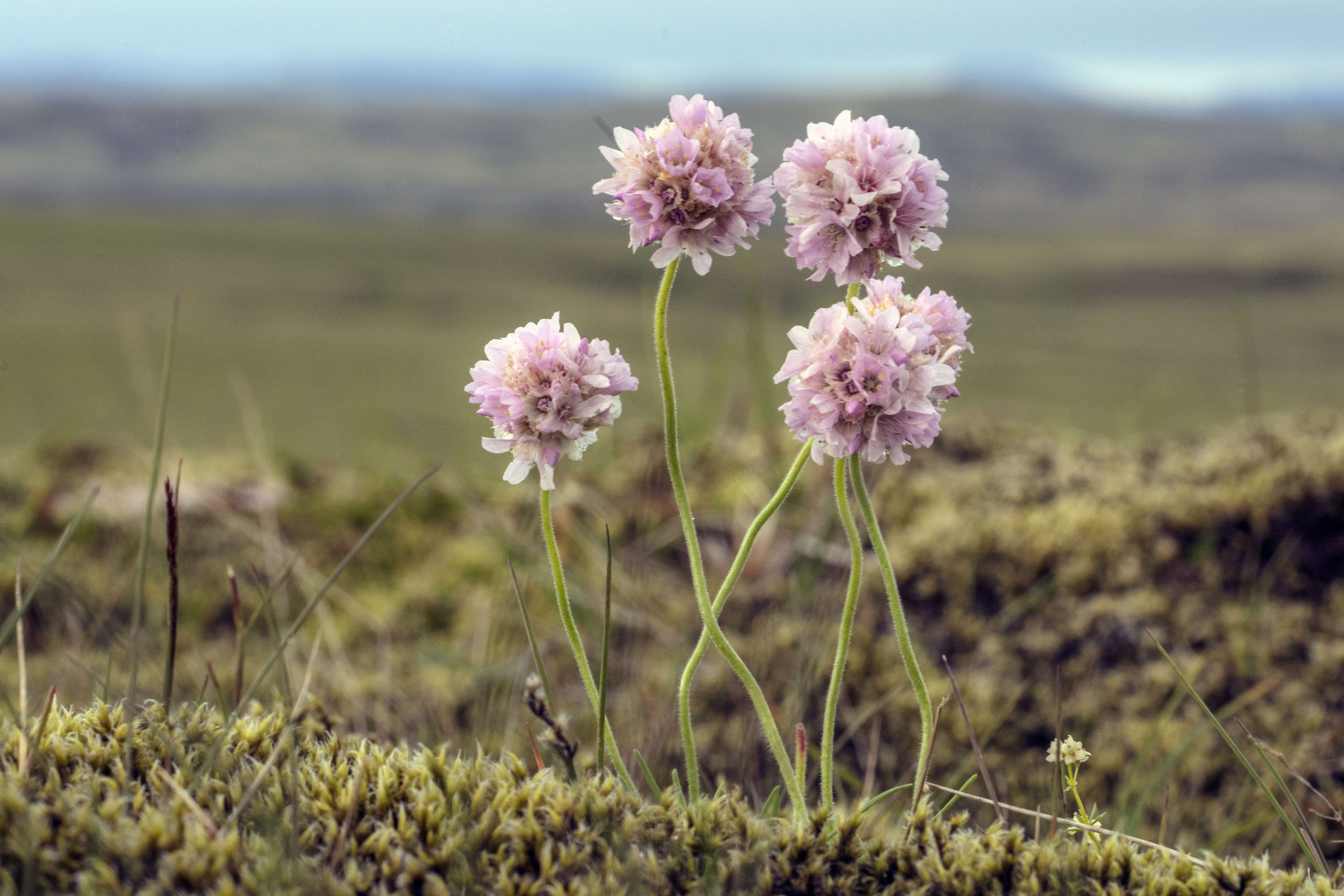 Image of thrift seapink