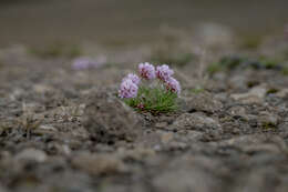 Image of thrift seapink