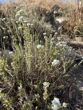 Image of pot marjoram