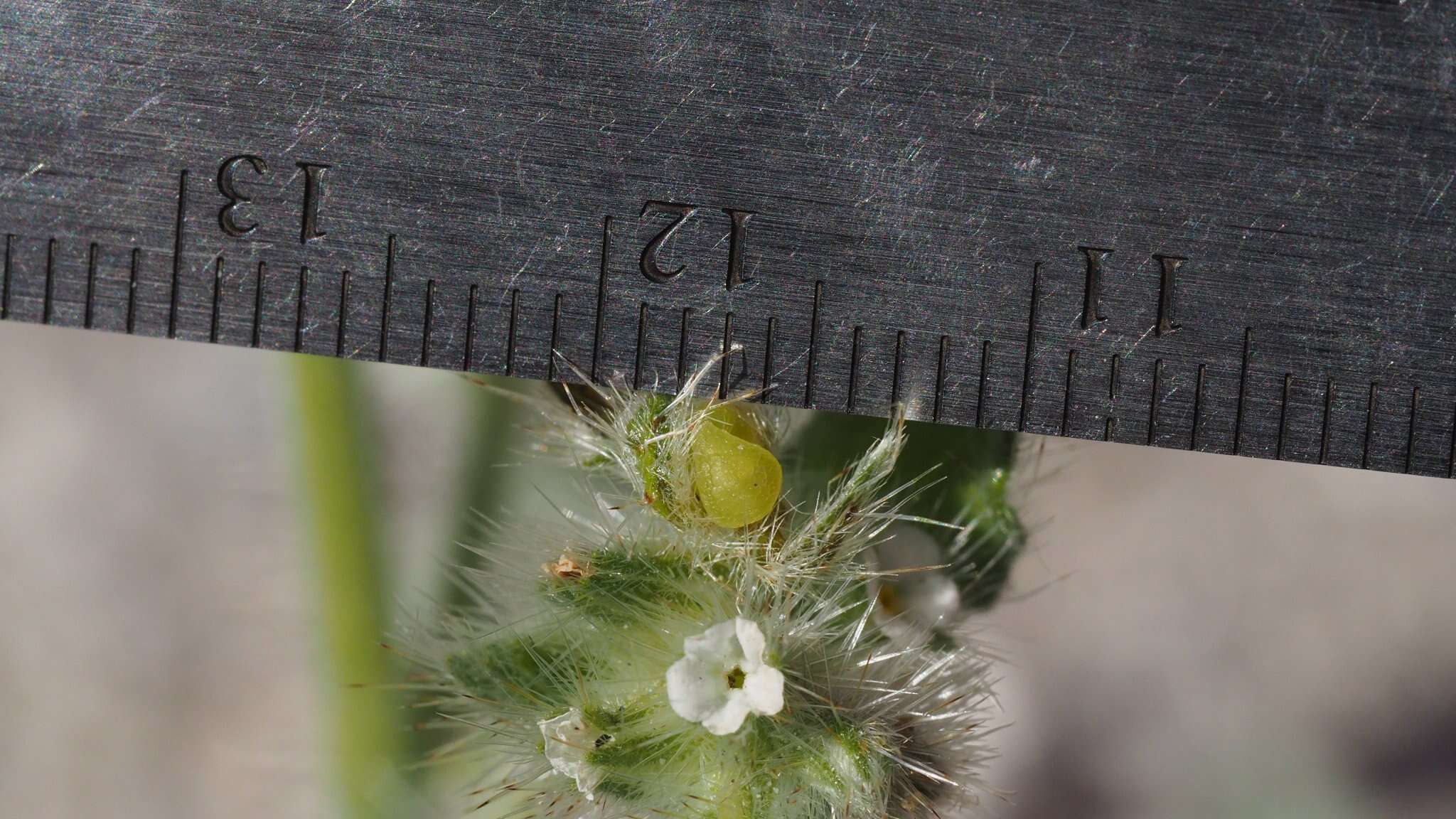 Image of Simpsonanthus jonesii (A. Gray) Guilliams, Hasenstab & B. G. Baldwin