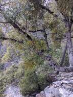 Image of Christmas mistletoe