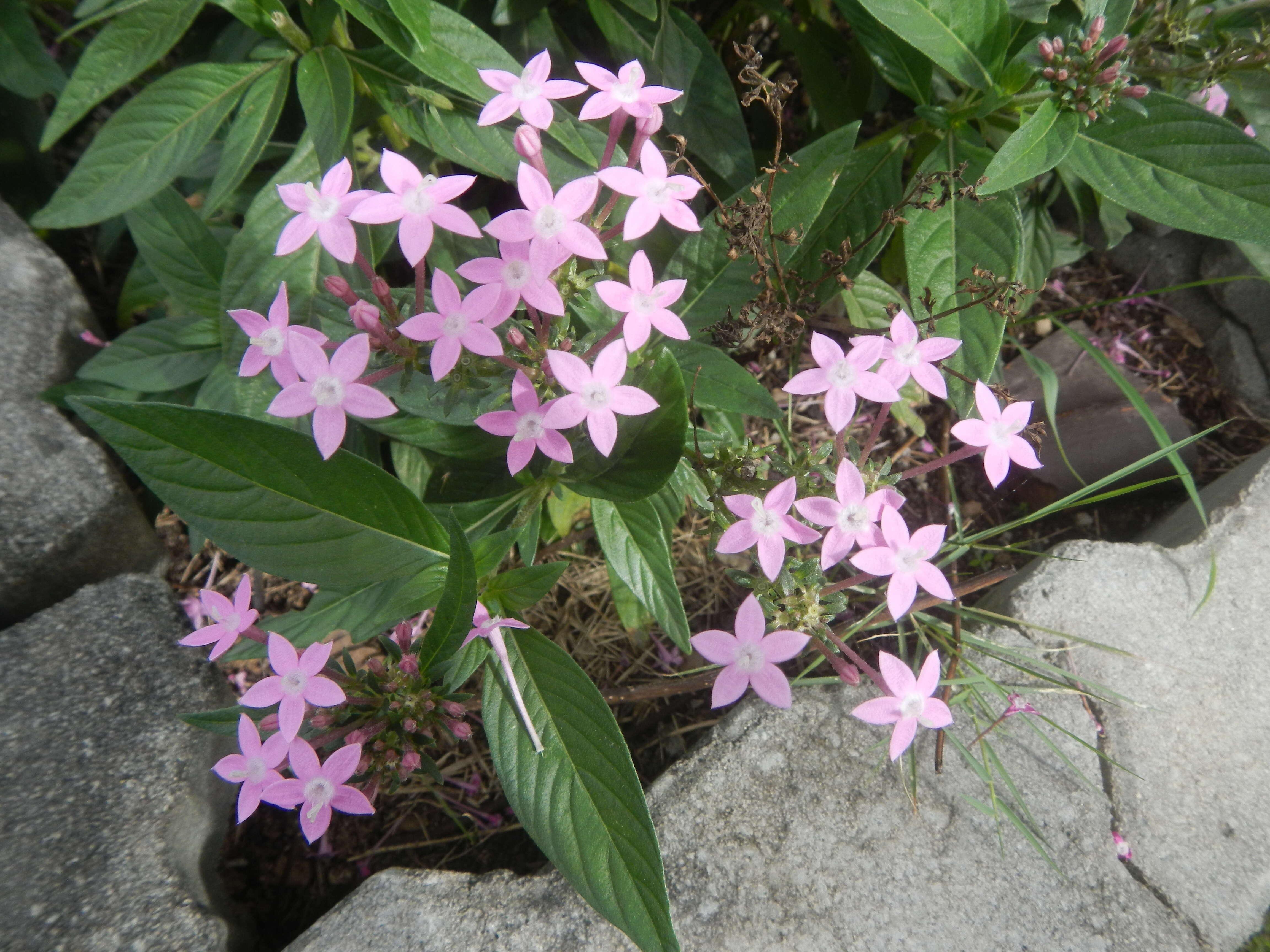 صورة Pentas lanceolata (Forssk.) Deflers