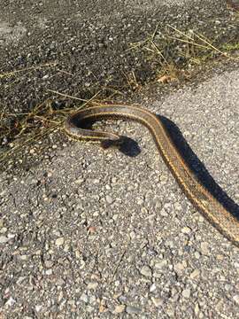 Image of Plains Garter Snake
