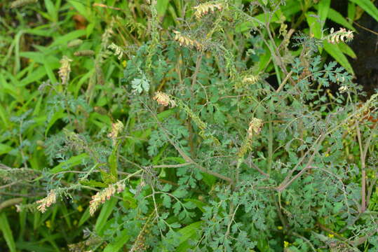 Image of Corydalis ophiocarpa Hook. fil. & Thomson