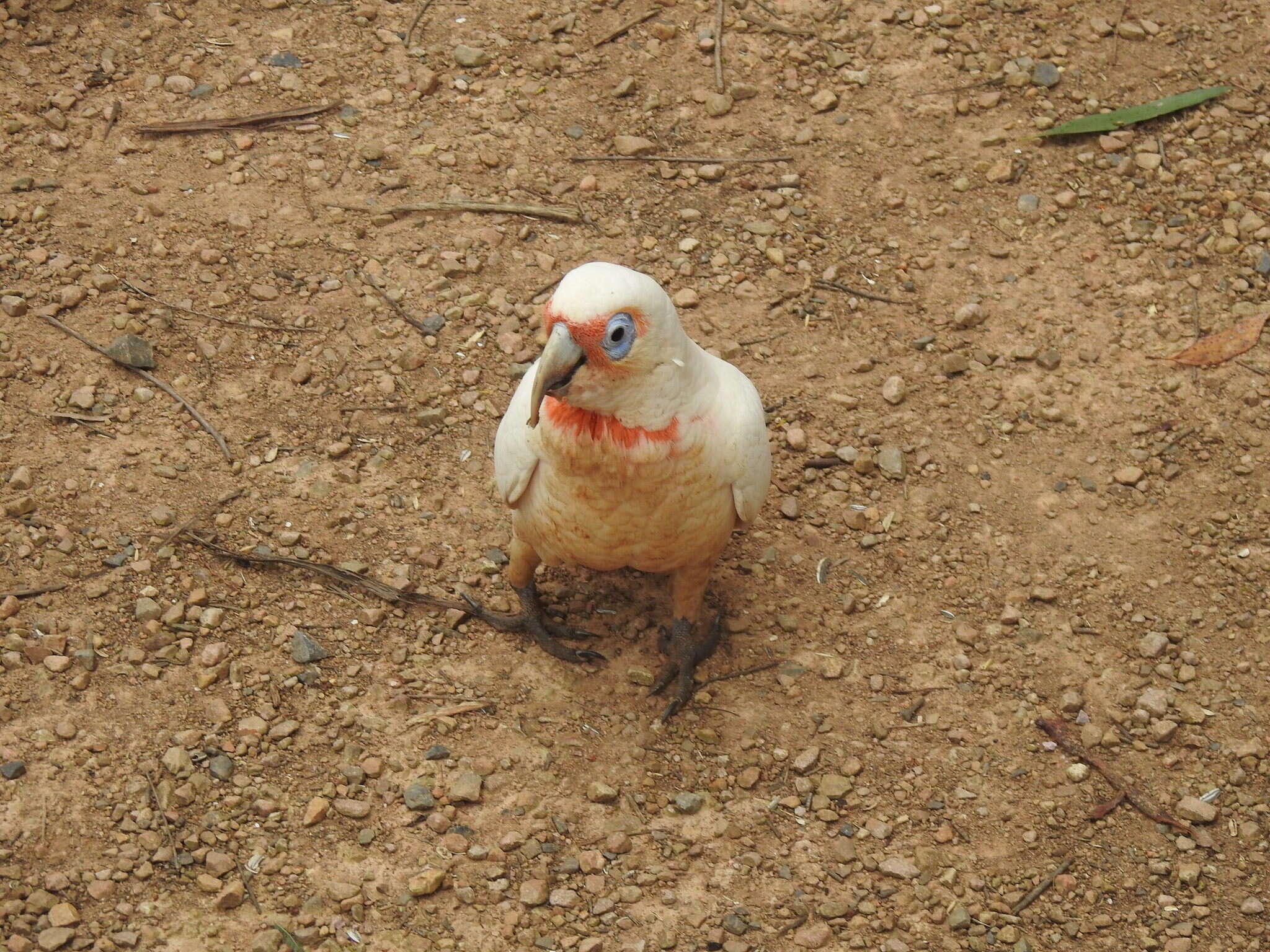 Cacatua tenuirostris (Kuhl 1820) resmi