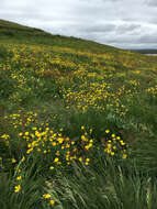 Image of common buttercup