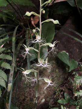 Image of Habenaria polytricha Rolfe