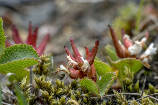 Image of snowbed willow