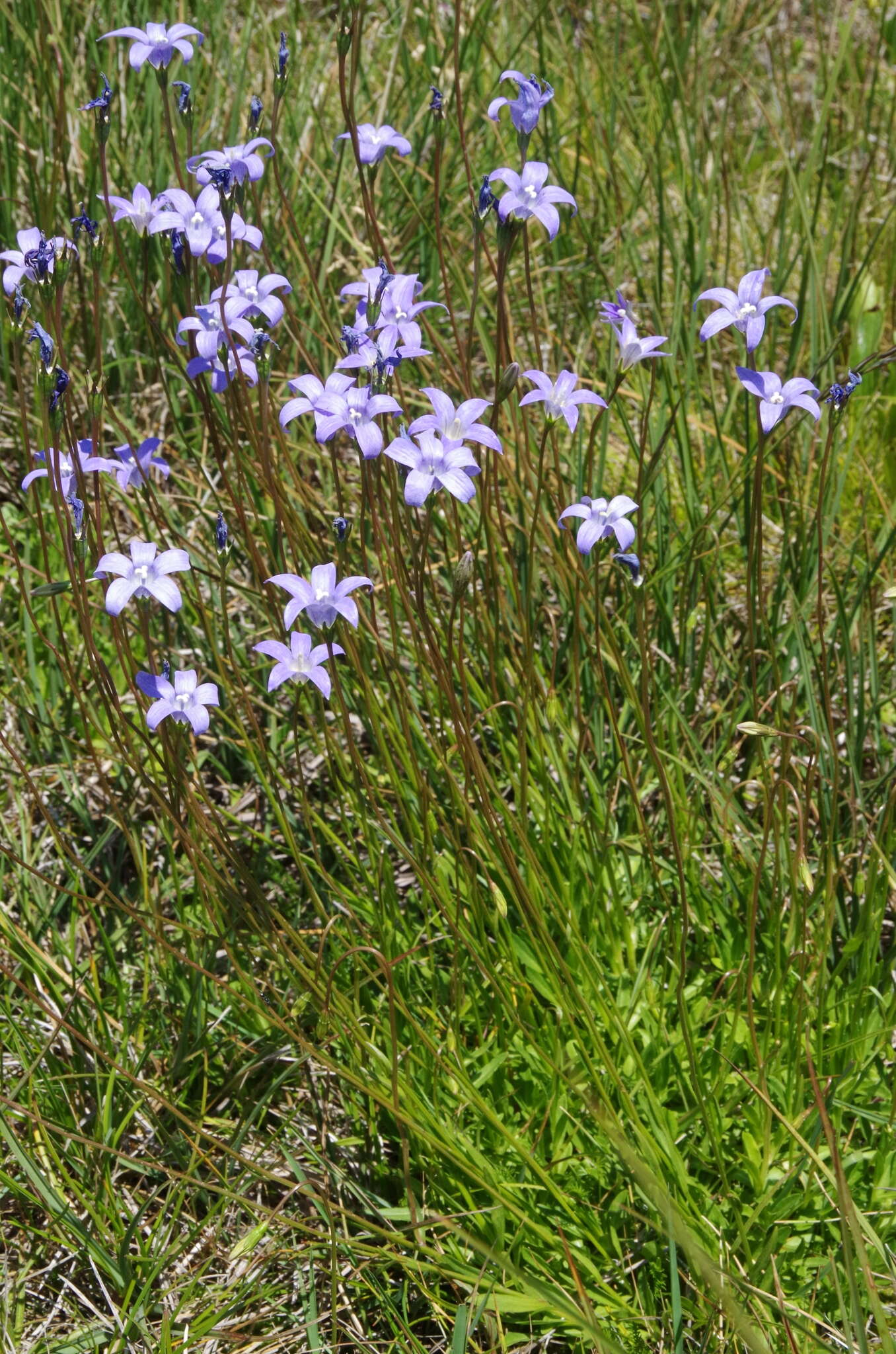 Image of Wahlenbergia ceracea Lothian