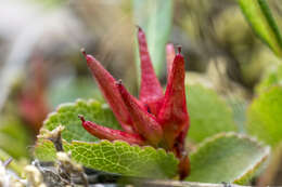 Image of snowbed willow