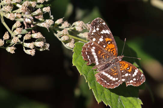 Image of <i>Anthanassa texana seminole</i>