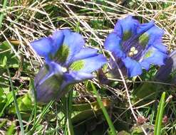 Image of Stemless Gentian