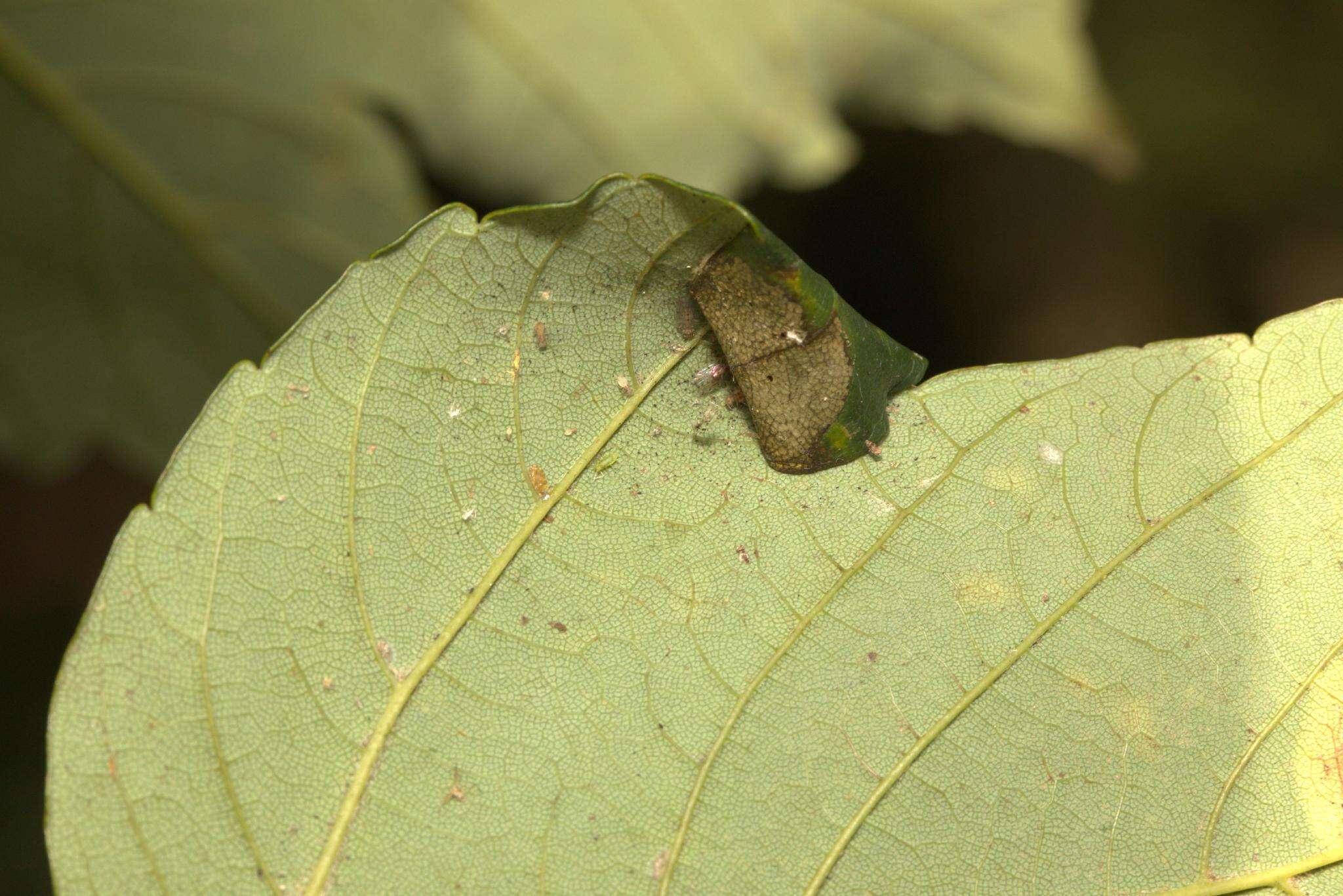 Sivun Caloptilia rufipennella (Hübner 1796) kuva