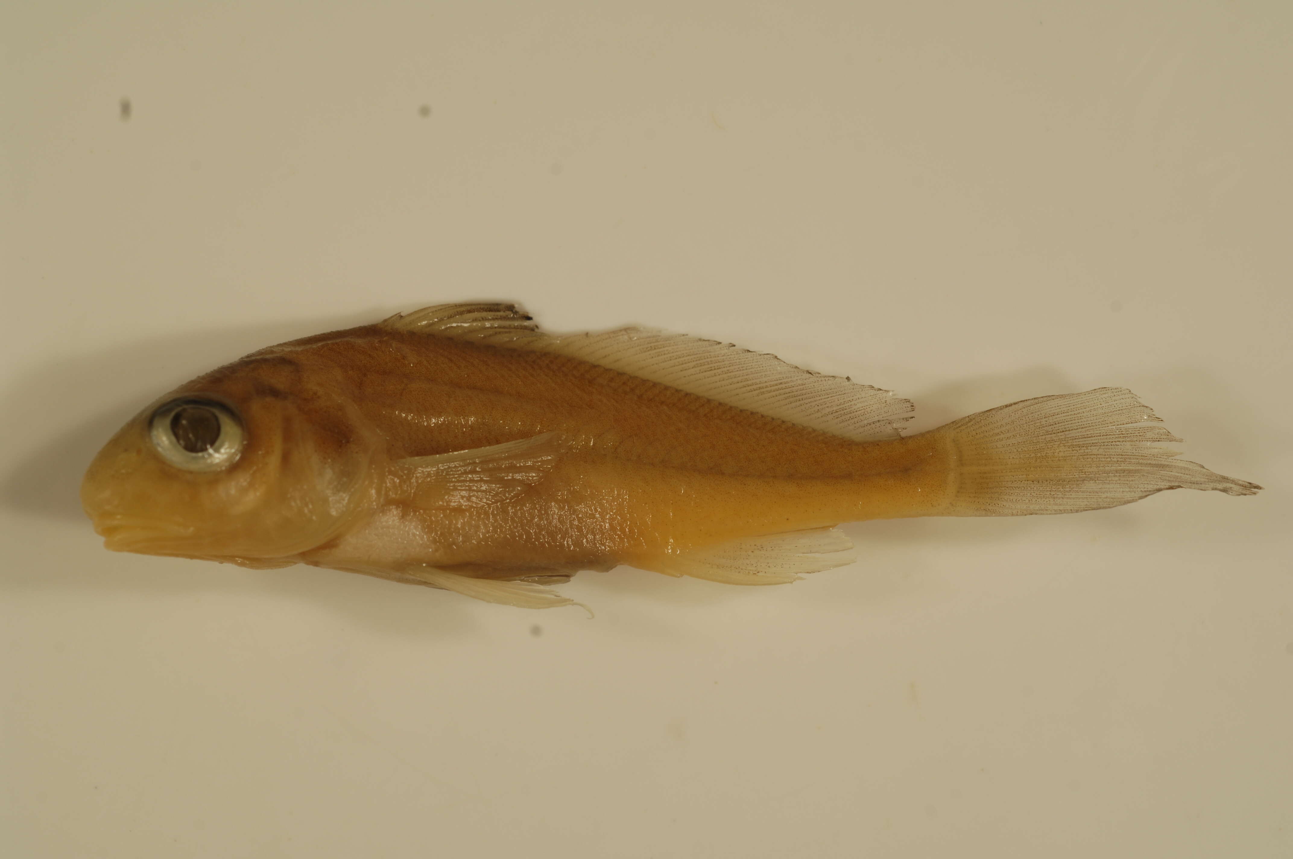 Image of Aplodinotus