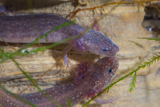 Image of Barton Springs Salamander